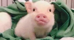 打破养殖困局 互联网巨头强势进军养猪业