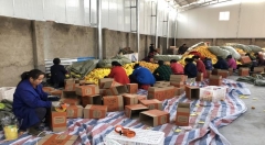 麻阳发展电商 促冰糖橙热销