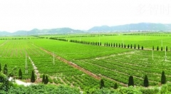 物联网+大数据:“智慧农业”更聪明