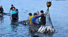 监测过度捕捞 还需大数据帮忙