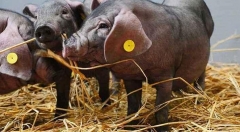 “物联网+养殖”打造智慧养猪新模式