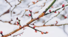 互联网的冬雪与春芽