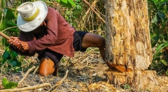 利用物联网监测碳足迹