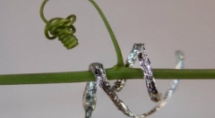 研究人员设计了第一个像植物一样移动的软机器人