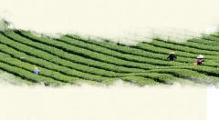 县域电商：成功案例共性分析，看你能用上哪几点？