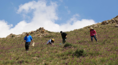 蒙草模式，生态大数据驱动下的绿色产业新动能