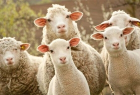 互联网公司如何大战羊毛党？