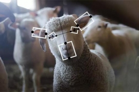 人工智能的下一个道德挑战：如何对待动物