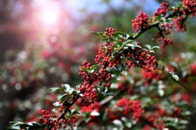 农业也插上了云计算翅膀,阿里云做的这件事情有点厉害……