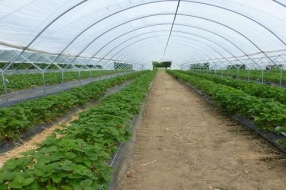 农业物联网如何应用?主要看这五大领域