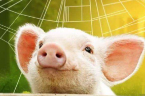 AI养猪、遥感杀虫和卫星种粮，智慧农业真的来了
