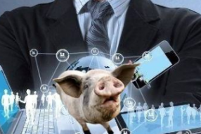 盘点：哪些互联网、地产知名企业在“不务正业”争相养猪？