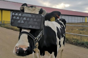 噱头？俄罗斯奶农给牛戴上VR眼镜：看美景减压，吃更多草产好奶
