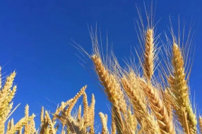 “农业+大数据”=大数据农业