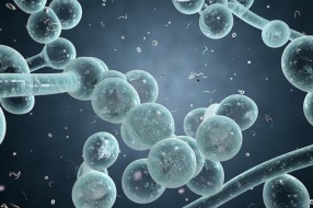 视频流和协作将为大约17%的数据中心流量提供动力