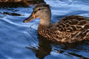 浙江10万只鸭子出征巴基斯坦灭蝗?未来我们或将用物联网技术解决生态环境危机