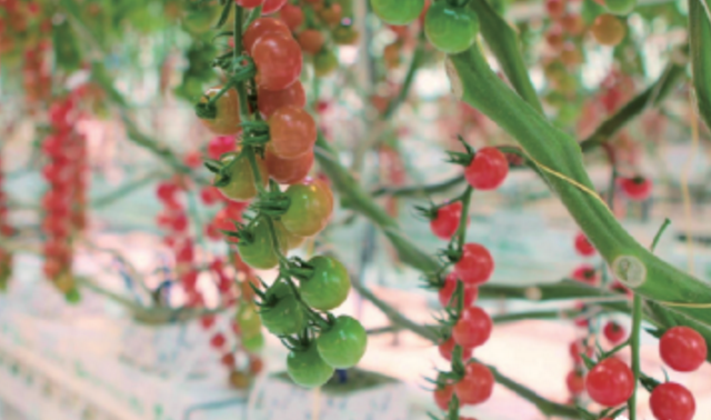 AI给植物种植“重编程”