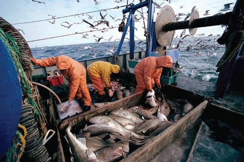 区块链在渔业的革新，让我们放心吃海鲜