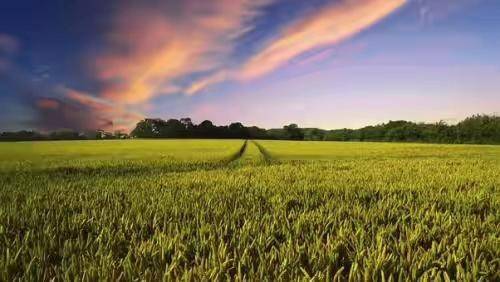 农业物联网的概念和模式
