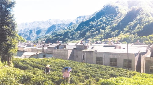 电商扶贫：绿水青山能“变现”