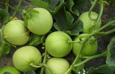 青岛胶州电商助力瓜农月销甜瓜三万斤