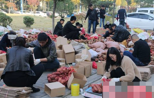 临沂电商扶贫帮农民卖地瓜 17分钟接5000件订单