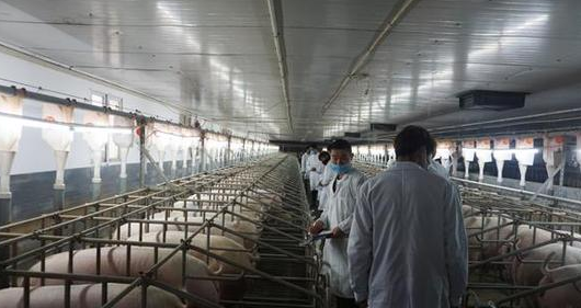 冷水滩马坪生态养殖场:“大数据”智能化管理