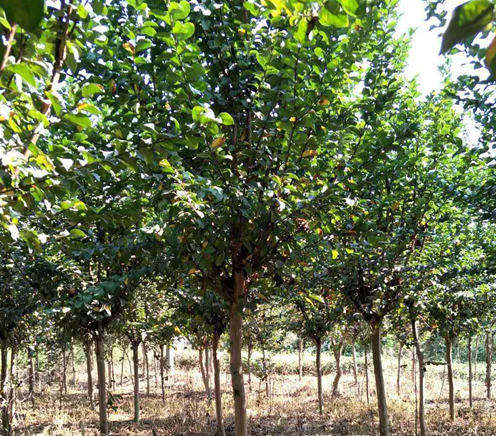 首创园林绿化产业+互联网模式的“智慧园林”