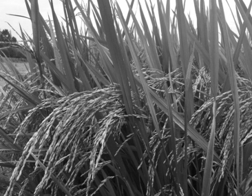 线上线下齐发力 都江堰农产品借电商加速上行