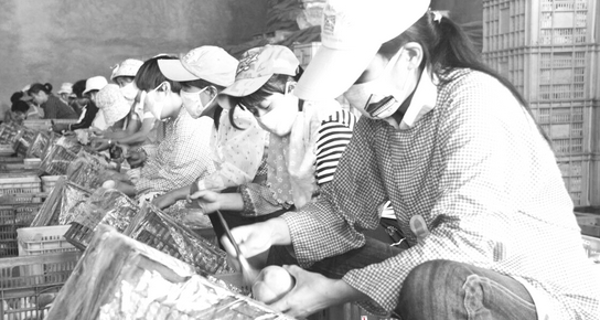 临沂建成国内首个现代蜜桃物联网可追溯体系