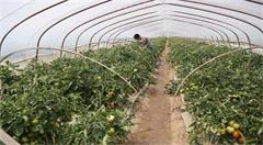 从电商小伙关掉其公司务农，看电商背后的故事