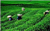 电商巨头纷纷进军农村市场，农村电商“春天”已来临