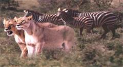 如果将云计算战略比喻成动物