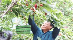 电商为媒提升“沂源大樱桃”知名度