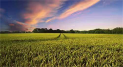 物联网再掀农业新浪潮