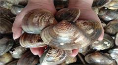 “物联网+渔业”促进水产养殖发展