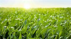 农业互联网发展进入黄金时代