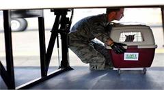 物联网宠物解决方案; 跟踪宠物在航空运输中的安全和舒适度