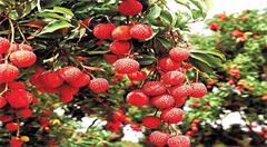 荔枝产量翻倍果农为啥不愁卖？ 高州荔枝抢了时令与电商两个先机