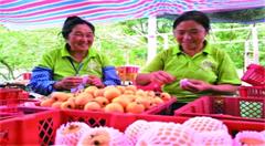 电商搭起“出山桥” 丰年俏销“黄金果”