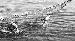 大数据促进渔业供给侧结构性改革?