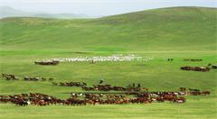 移动互联网正改变草原牧民的生活方式