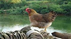 “互联网+养殖业”将成未来畜牧业发展新趋势