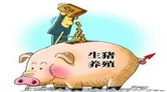 大数据养猪,靠谱吗?