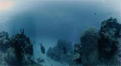 期待下一代VR已是业内共识