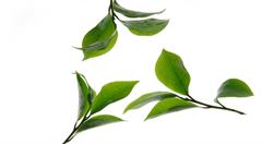 互联网+助推茶行业稳步前进