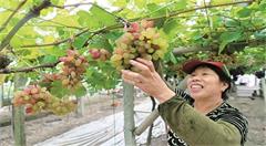 九龙湖:“农旅+电商”擦亮葡萄“金名片”