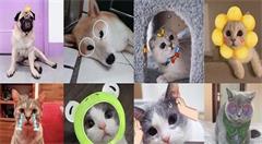 美颜相机最新推出《萌宠AR》应用