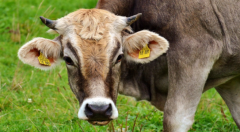 智能奶牛以及如何避免物联网产品设计失败