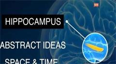 用VR探索人类空间感知原理